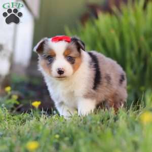 Isla, Toy Australian Shepherd Puppy